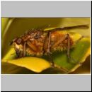 Scatophaga stercoraria - Gelbe Dungfliege 02.jpg